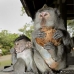 monkey_macaque_balinese_mf_ubud_v_0444_bal0445.jpg